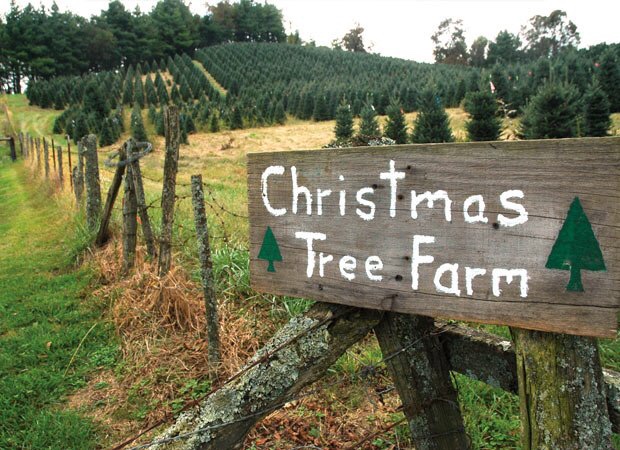 Searching for the&nbsp;Tree