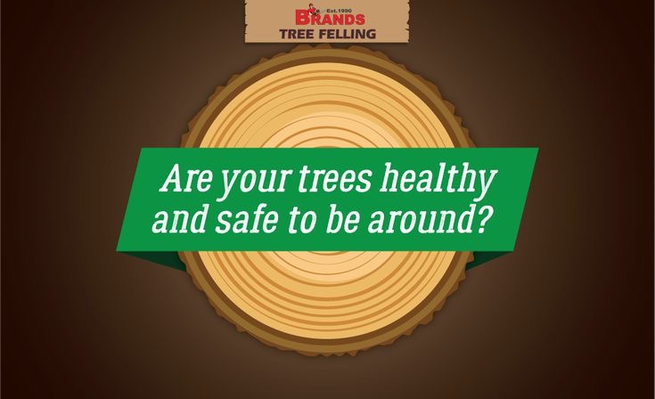 Trees – Looking at Our&nbsp;Health