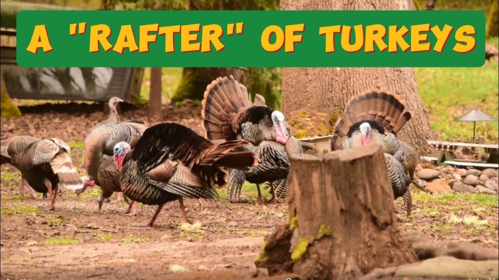 Turkeys on a&nbsp;Train