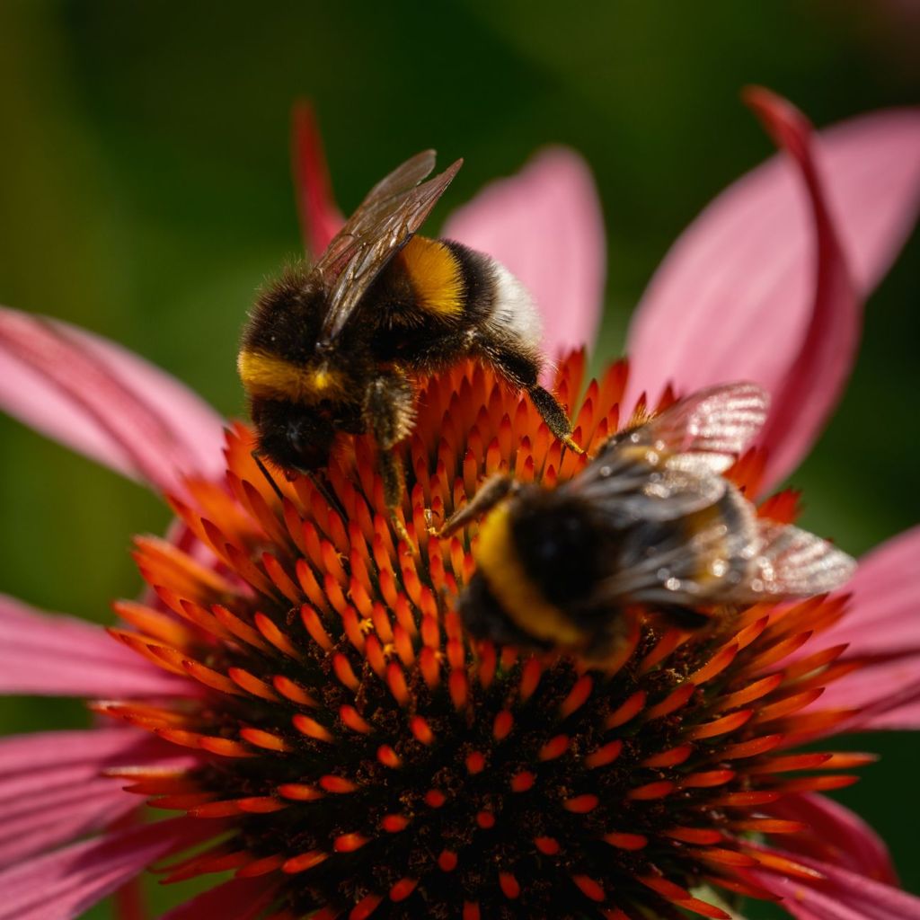 Bunches of BEES